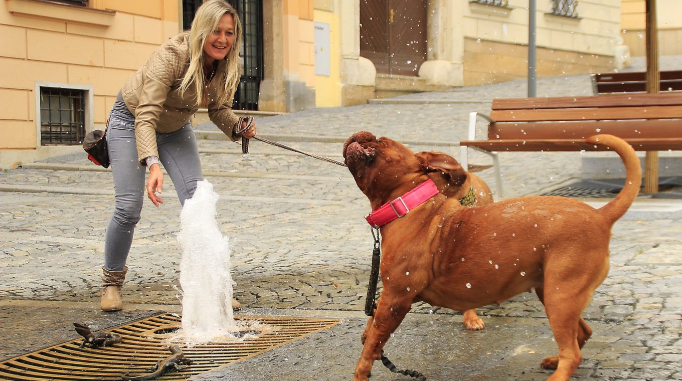 Tote Hunde E V Darf Ich Meinen Toten Hund Im Garten Begraben