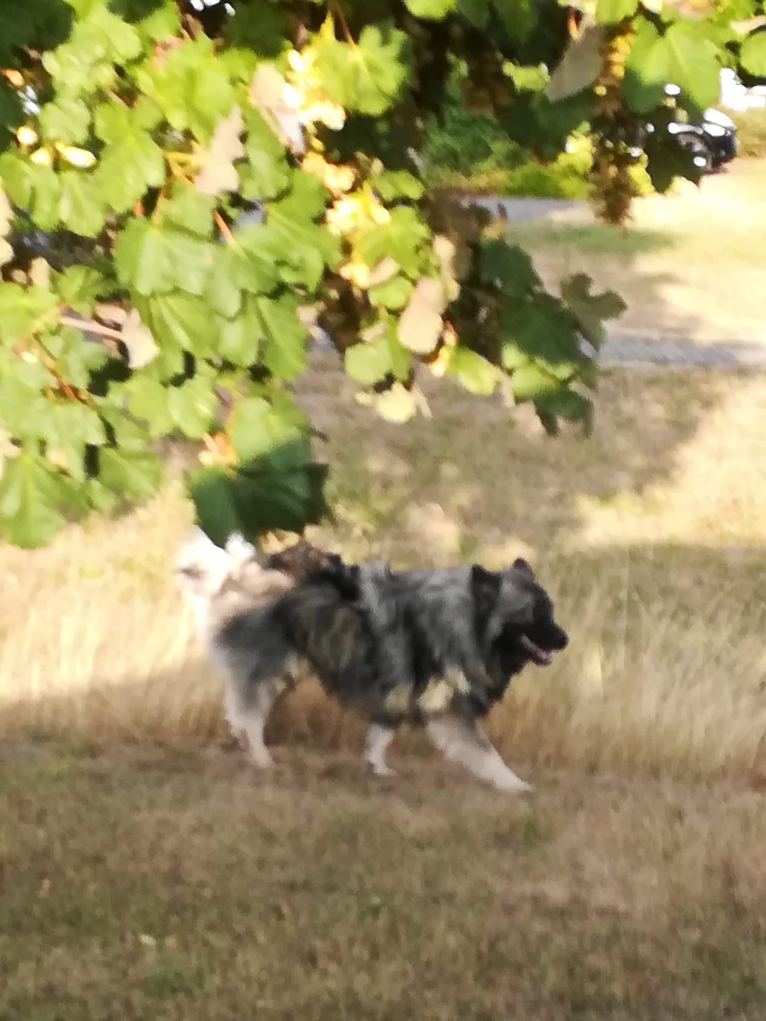 Tot aufgefundene Hunde die Liste der offenen Fälle bei Tote Hunde e.V.