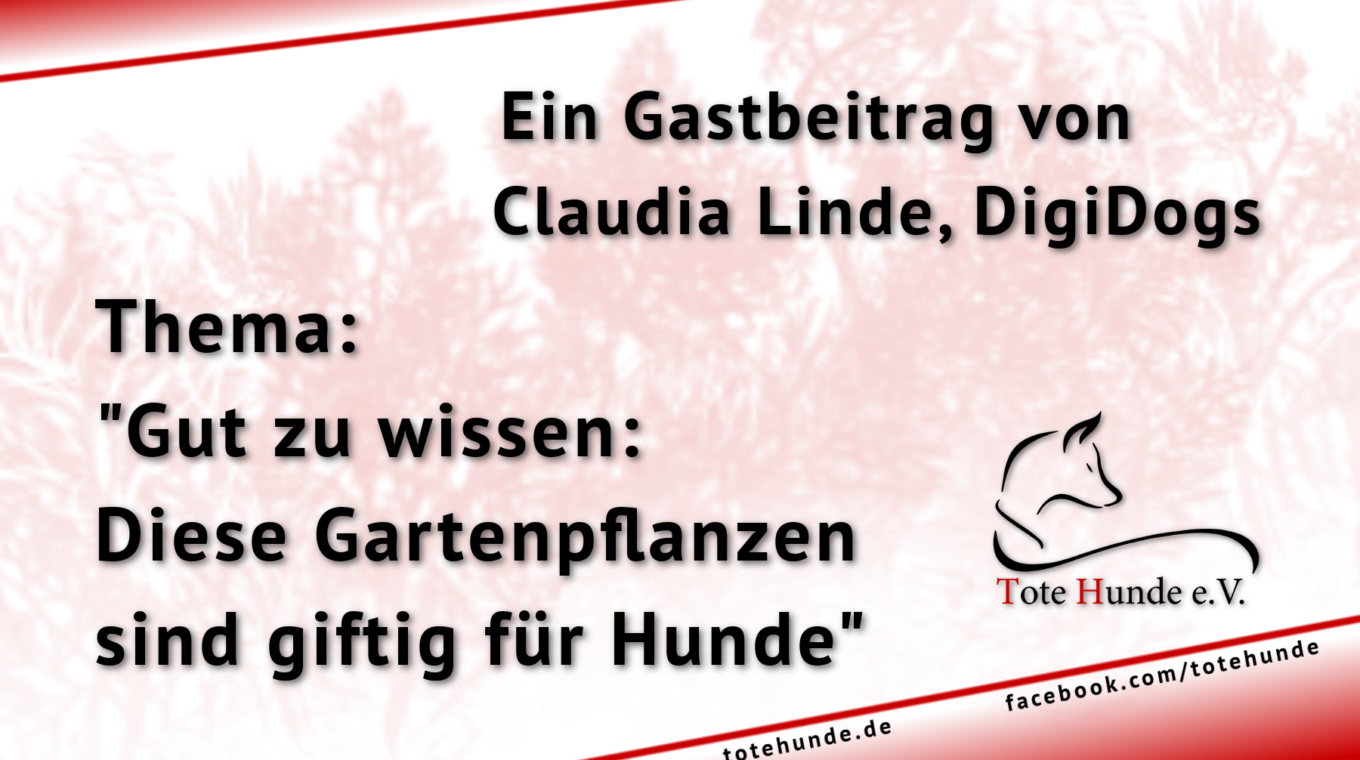 Gastartikel – Diese Gartenpflanzen sind giftig für Hunde