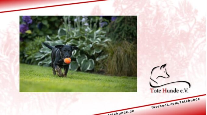 Gefahrenquellen für Hunde im Garten – erkennen und verhindern